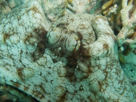 Common Octopus IMG 6072